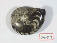 藏品(稜．海神菊石)的圖片